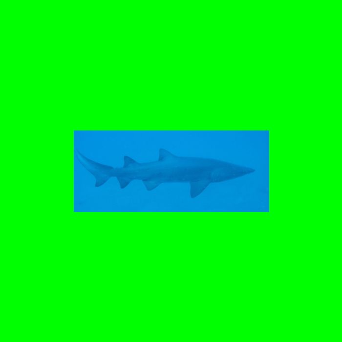 Dive NC 4-Jul-09_594 Shark-2.jpg